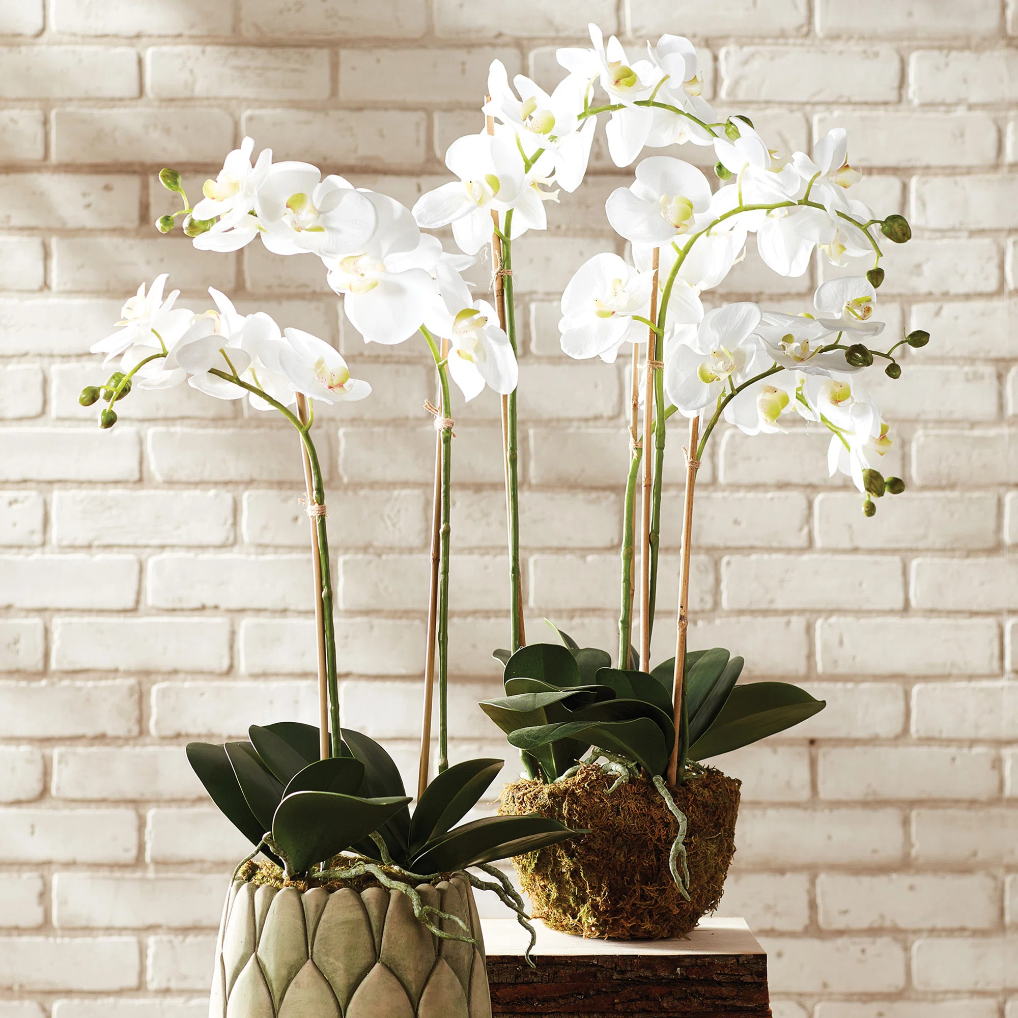 Stiles Faux Orchid Drop-in | Wayfair North America