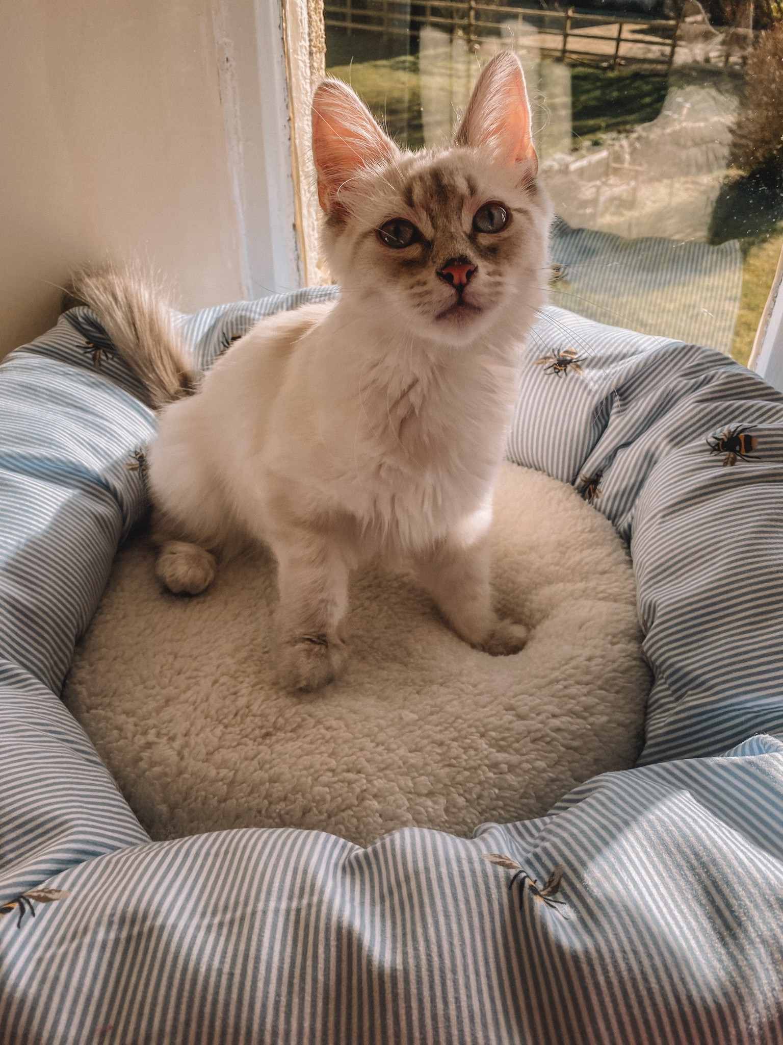 Joules pet bed with bees on. Absolutely adorable and perfect for cute cats and little doggies to snuggle down in! 