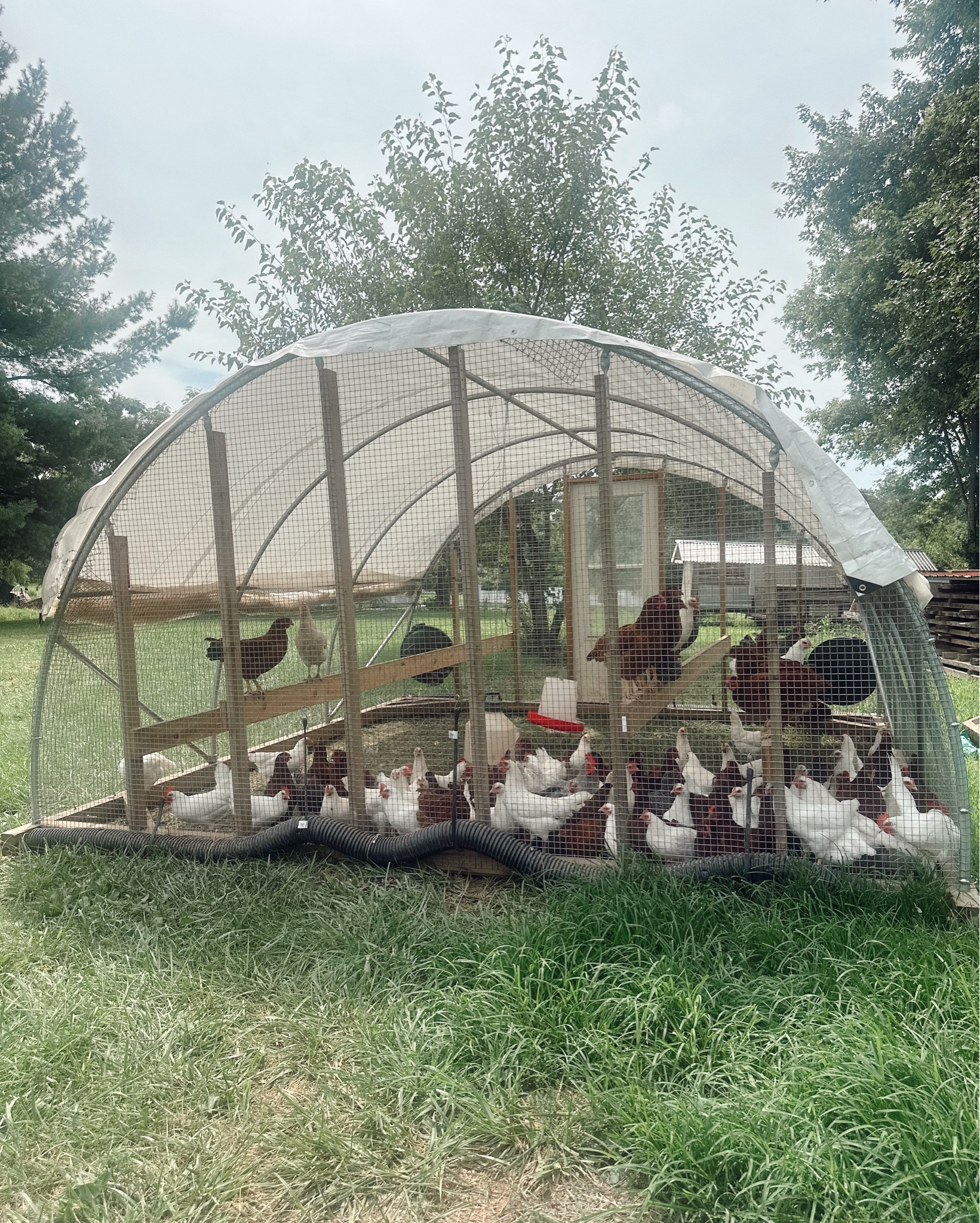 Chicken Coop Essentials 🐓🥚🐔

#LTKStyleTip #LTKHome #LTKU