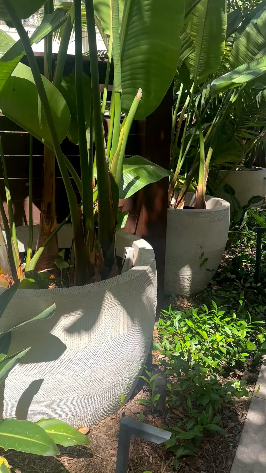 A summer walkway wrapped in layers of lush tropical greenery. I love how this row of oversized planters turns a simple path into a cool, shaded escape—full, textural, and almost like walking through a private resort garden. The mix of different leaf shapes and heights gives the planting so much depth while still feeling relaxed and natural. 

#SummerGarden #LushGreenery #TropicalGarden #ContainerGarden #OutdoorPlanters #PlanterDesign #LandscapeDesign #GardenPath #OutdoorLiving #ResortStyle #PoolsideLiving #CoastalLiving

#LTKdayinmylife #LTKvlog #LTKTravel