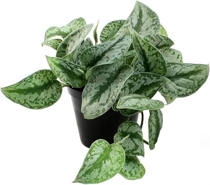 American Plant Exchange Silver Splash Pothos Live Plant, 6" Pot, Top Indoor Air Purifying Beauty | Amazon (US)