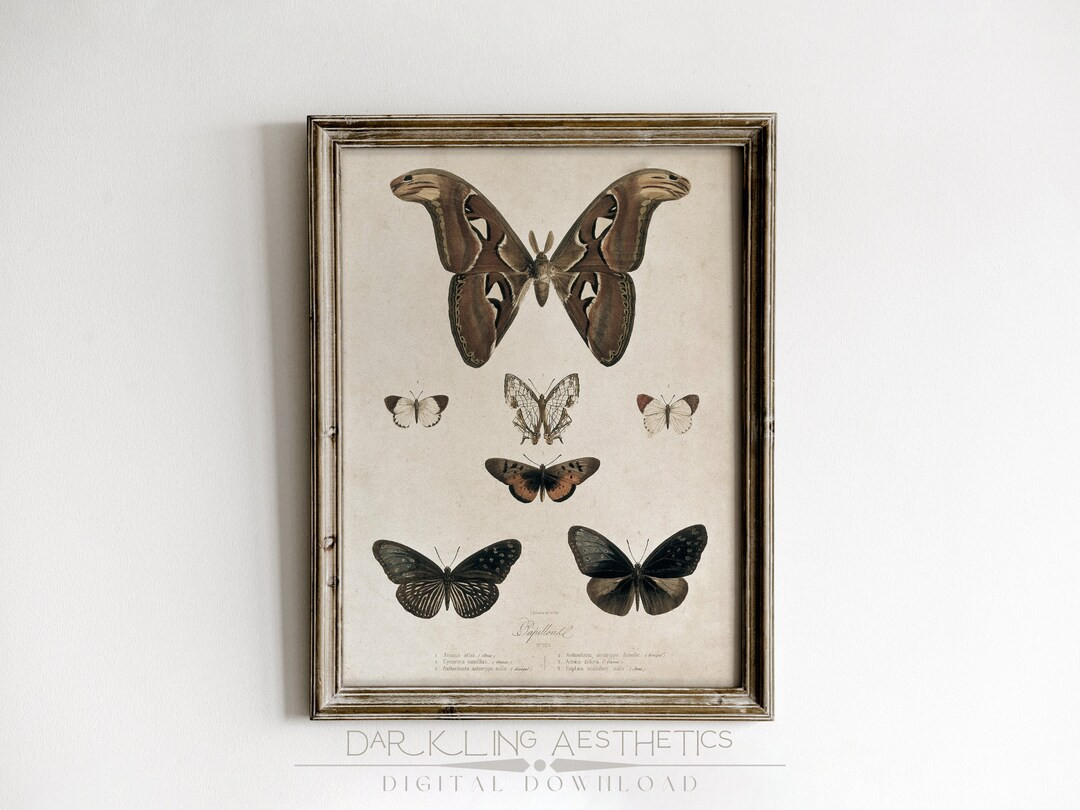 Butterfly and Moth Chart Vintage Moody Cottagecore Insect Ephemera Printable Wall Art Dark Academ... | Etsy (US)