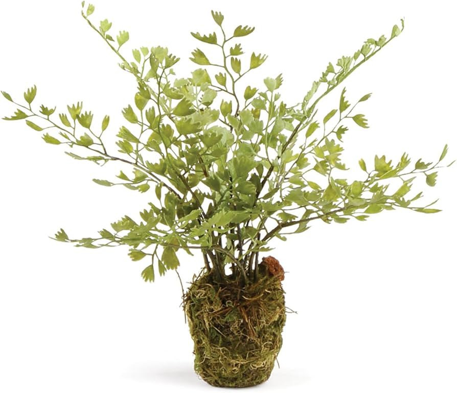 Napa Home & Garden Conservatory Maidenhair Fern Drop-in 9" | Amazon (US)