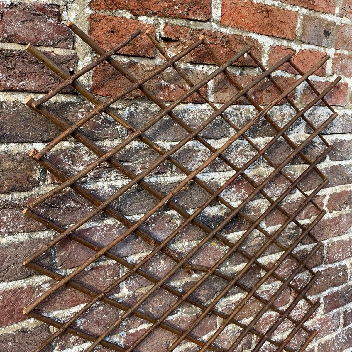 Andromede 180cm H Wood Expanding Trellis (Set of 2) | Wayfair UK