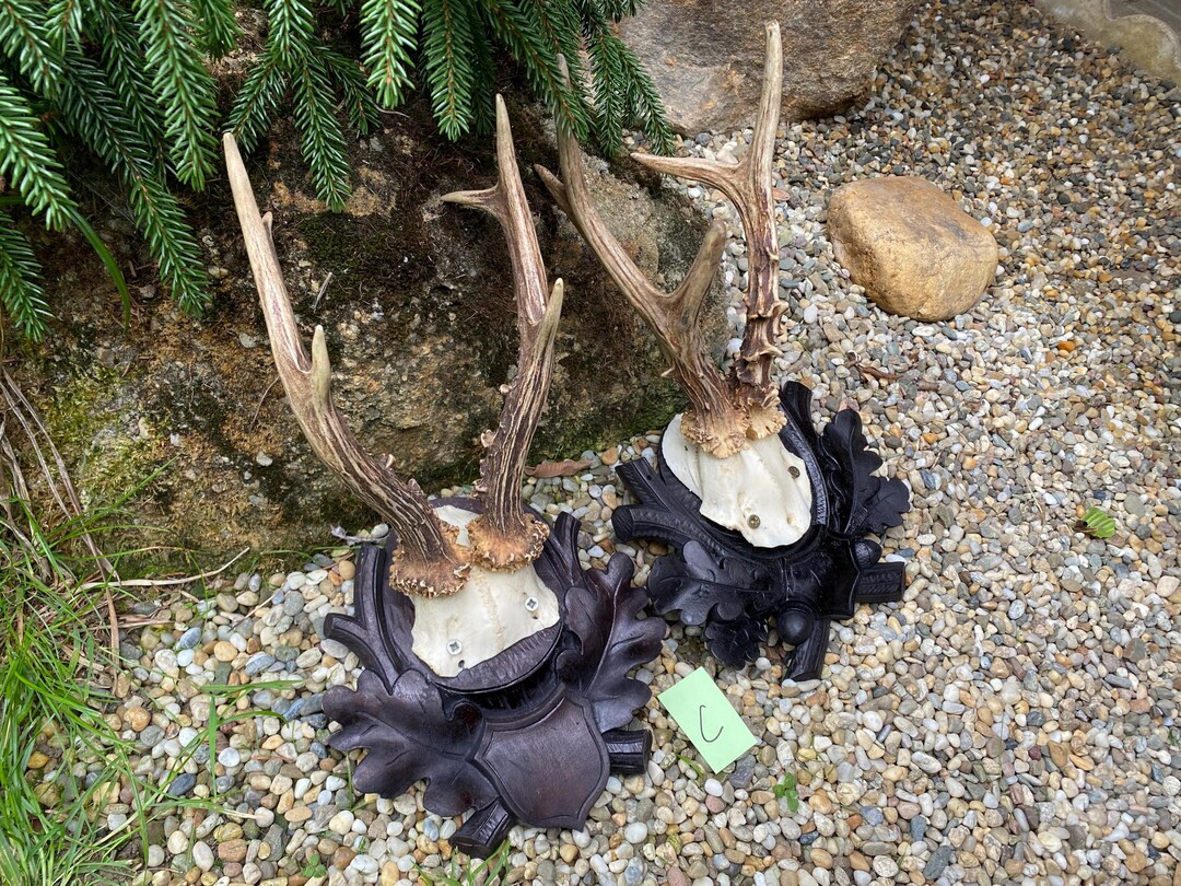 Antique roedeer antlers wood carved mounts blackforest victorian austria germany czechia wall dec... | Etsy (US)