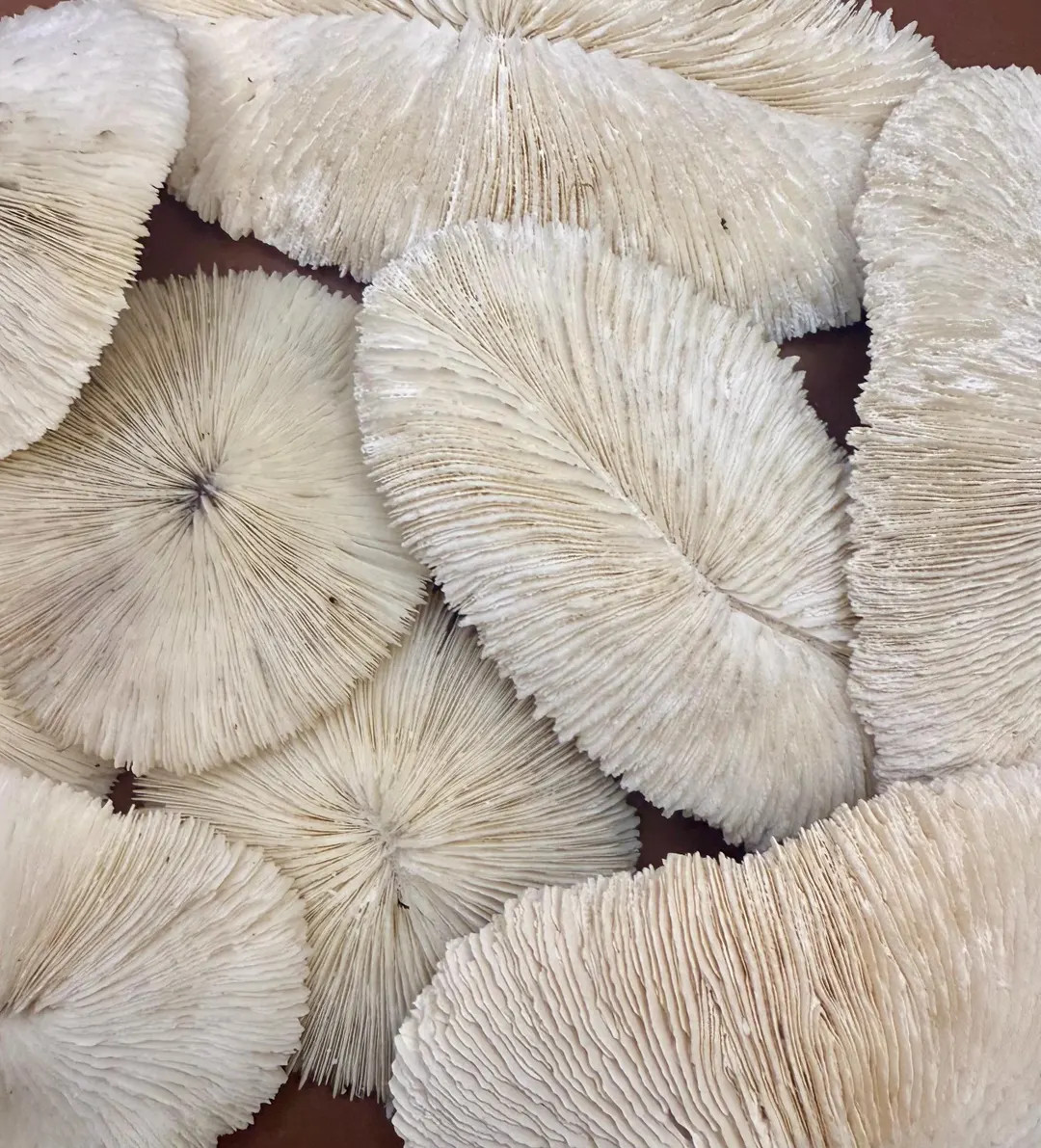 Mushroom Coral Calcium Supplement | Hermit Crab Foraging - Etsy | Etsy (US)