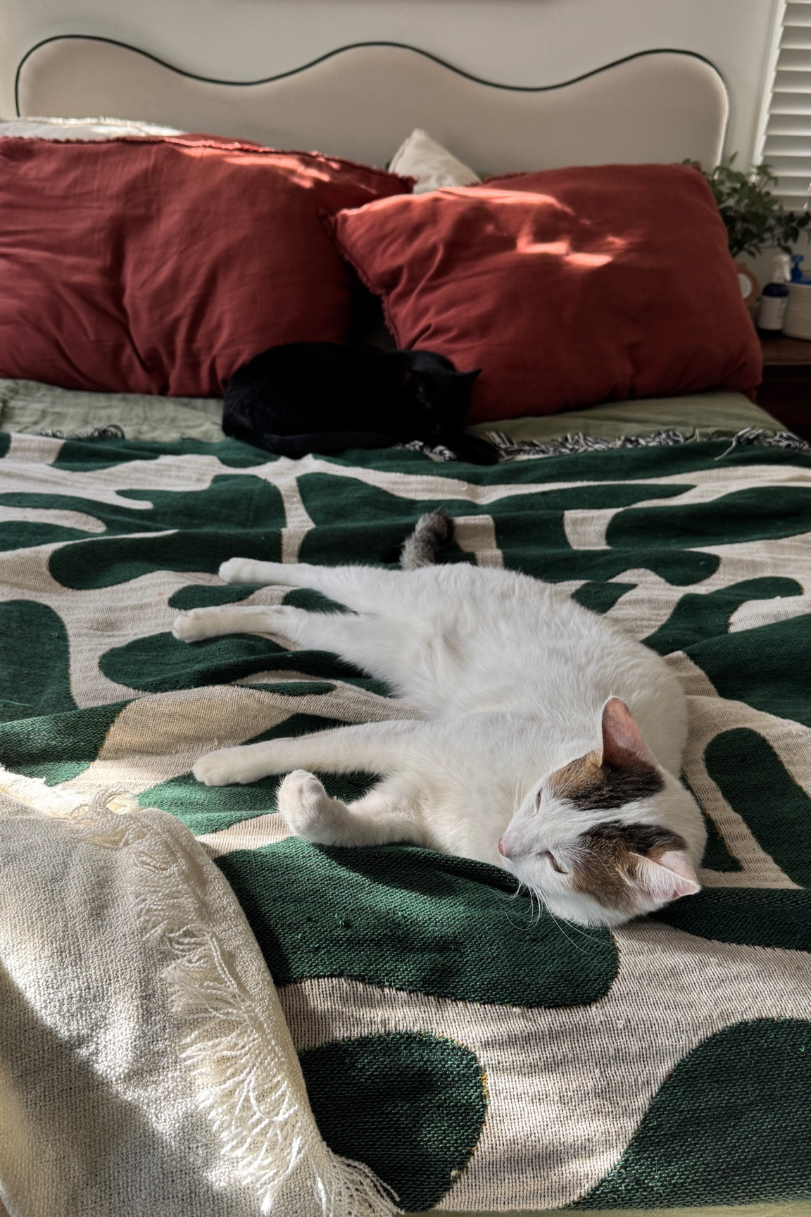 cozy sun naps🤎

#LTKHome