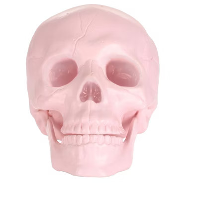 HalloweenCostumes.com One Size Fits Most Pink Pastel Skull Halloween Prop | Skulls & Skeleton Decorations, Pink | Target