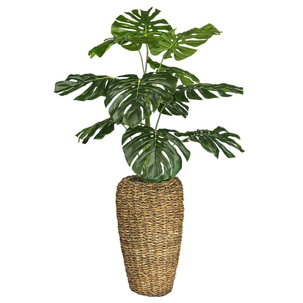 Monstera in Basket Urn | Pier 1 Online