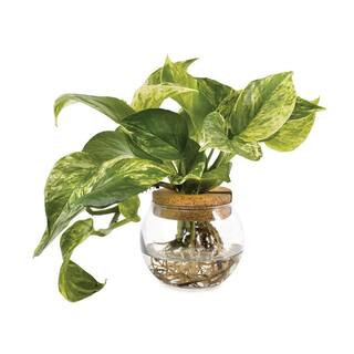 4 in. Epipremnum Snow Mornings Indoor Plant in Hydroponic Glass Bowl | The Home Depot