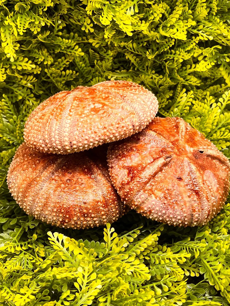 Bronze Sea Urchin, Hermit Crab Treat, Calcium Rich.4-5 Inch | Etsy (Global)