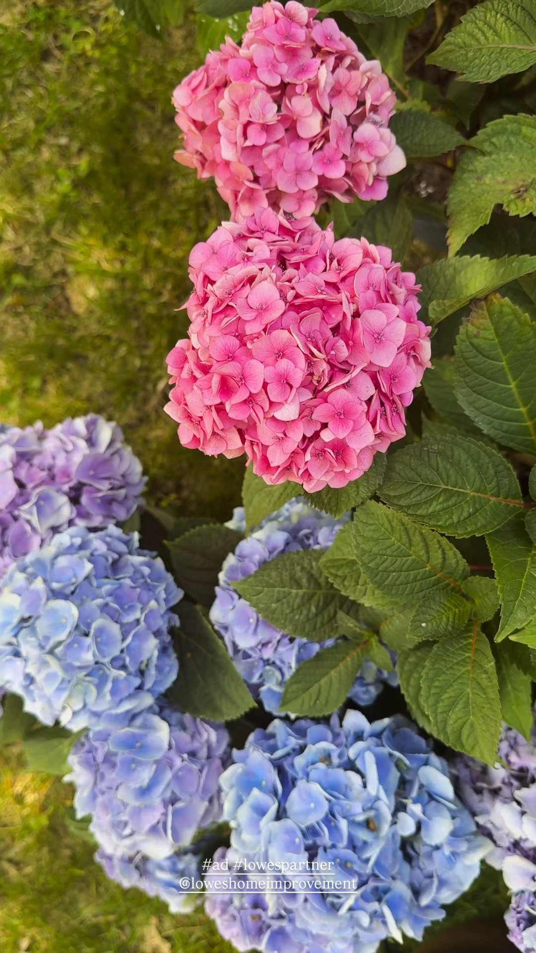 #ad I used to think blue and pink hydrangeas were completely different plants.
Turns out, the color often comes down to the soil.

If you want more blue blooms, add a soil acidifier. If you're dreaming of pink hydrangeas, garden lime can help shift things the other direction. Lucky for us Lowe’s has what we need to make them whatever color we desire, despite our natural soil condition!

#LowesPartner @Loweshomeimprovement

#LTKSeasonal #LTKHome #LTKstorytime