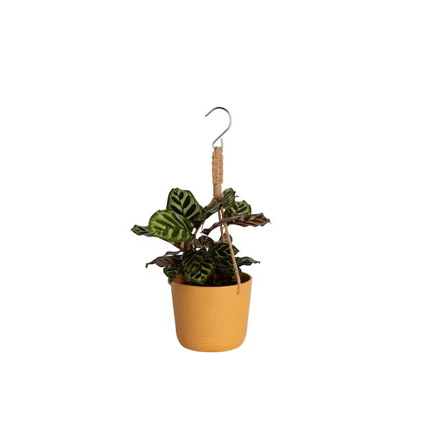 Exotic Angel Plants Foliage House Plant in 1.25-Quart Hanging Basket | Lowe's