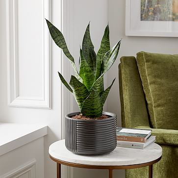 Live Sanseviera Plant w/ Grow Pot | West Elm (US)