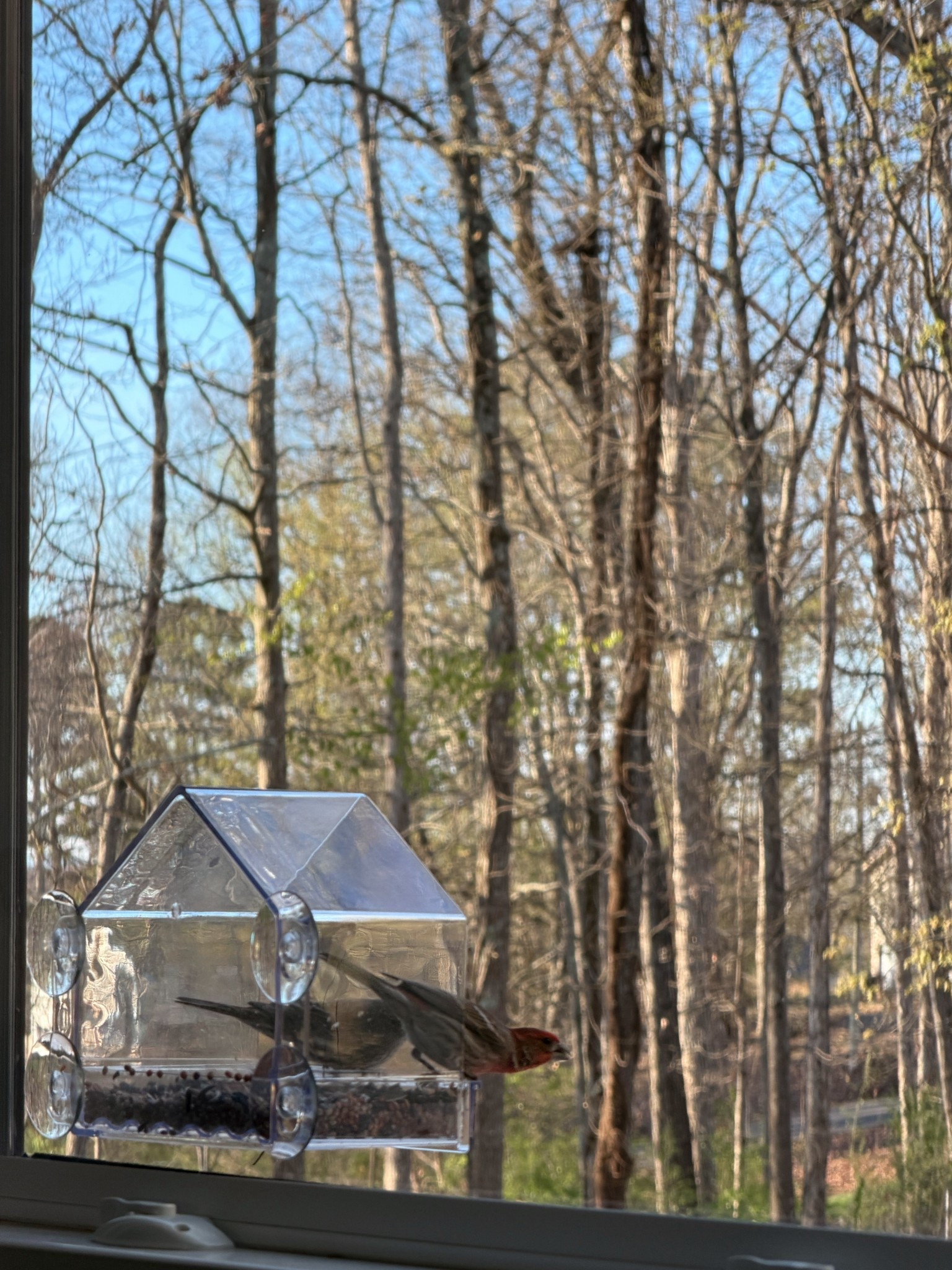 Window bird feeder 🪶✨

#LTKKids #LTKHome #LTKSeasonal