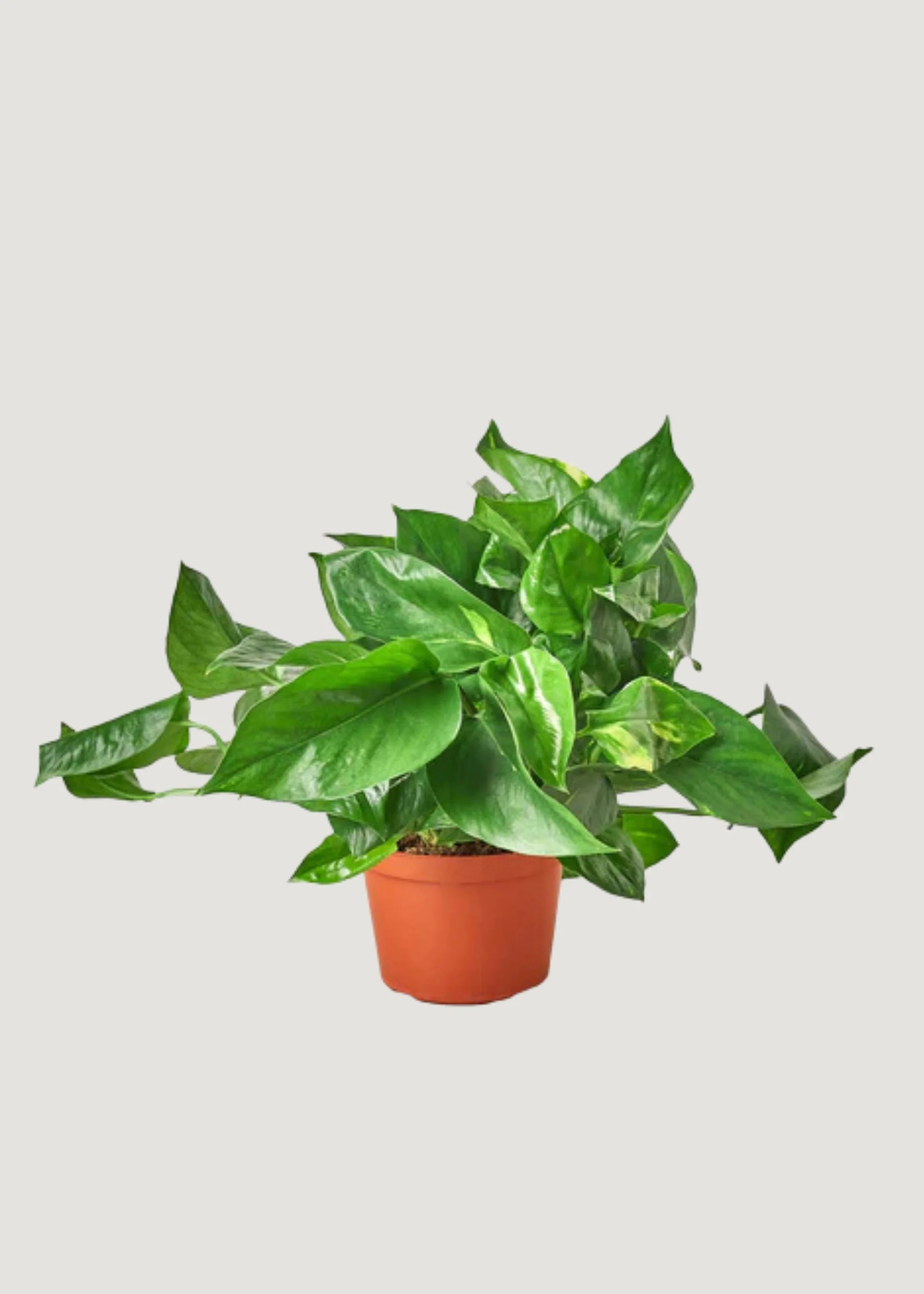 LIVE Golden Pothos Potted Plant in 6" Pot | Afloral
