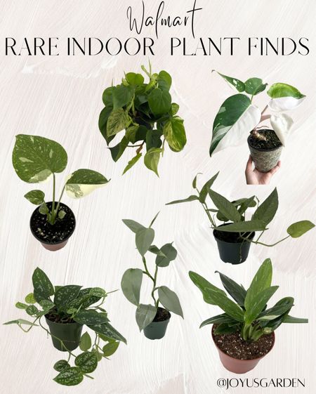 Walmart rare Indoor plant finds
Rare pothos
Rare philodendrons 
Indoor vines
#plantlover
#indoorplants


#LTKFind #LTKhome