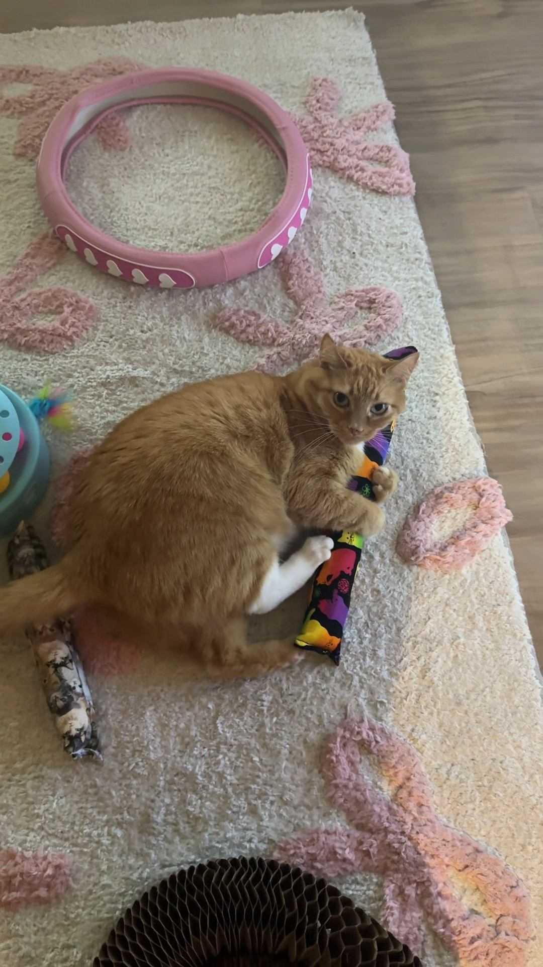 Fun toys for enrichment time for your cats! 

#LTKFindsUnder50 #LTKGiftGuide #LTKU