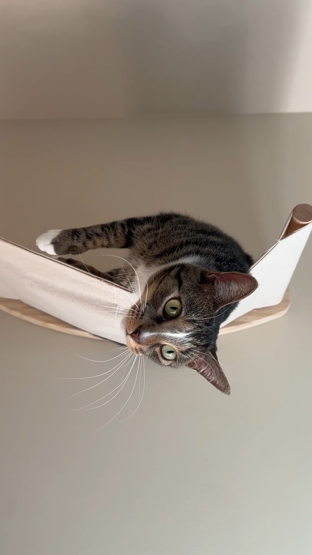 I’ve linked some of my fav cat wall hammocks here! 🛒🐾 #LTKpets

#LTKHome #LTKSeasonal