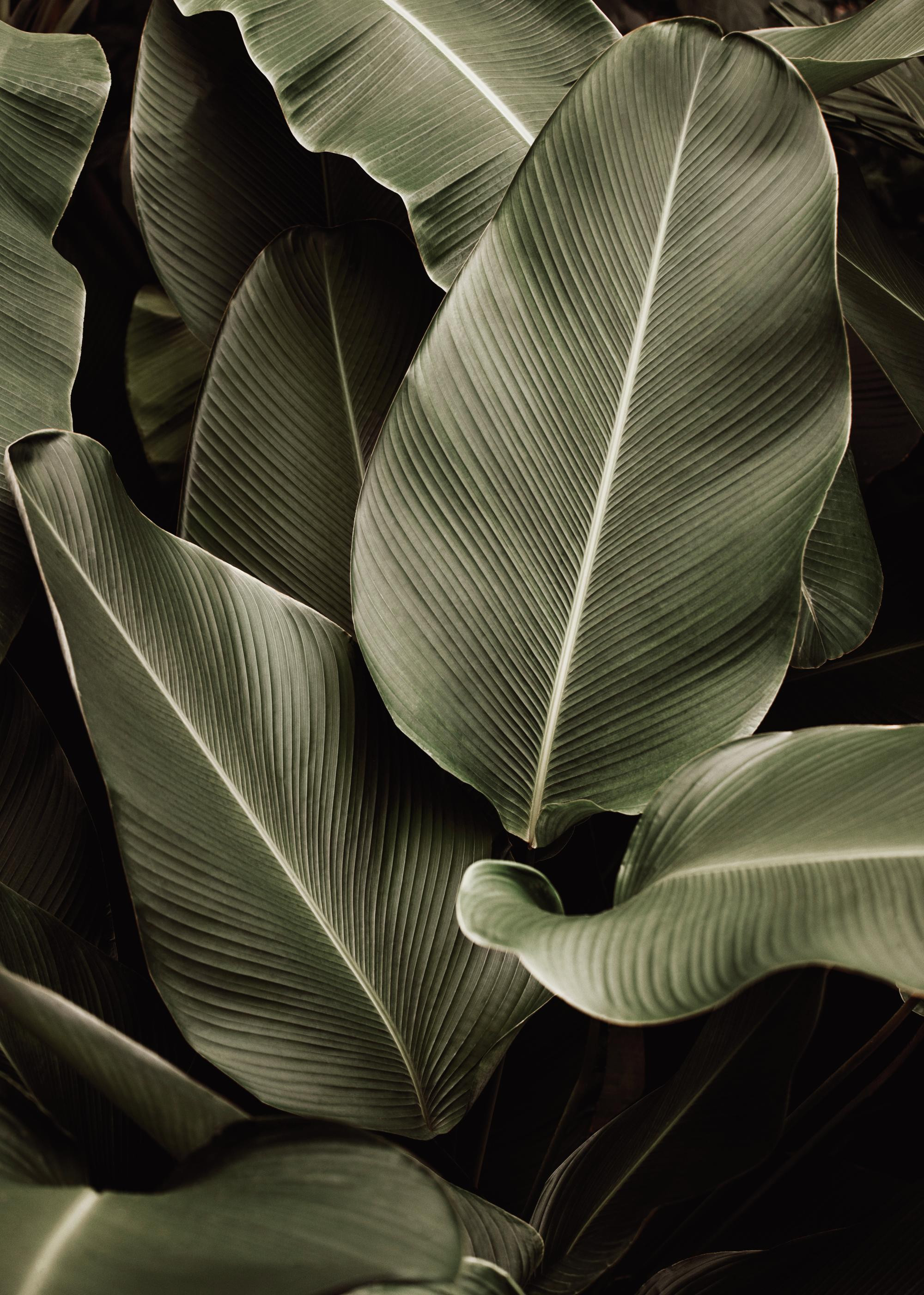 Green Symphony Print | Desenio