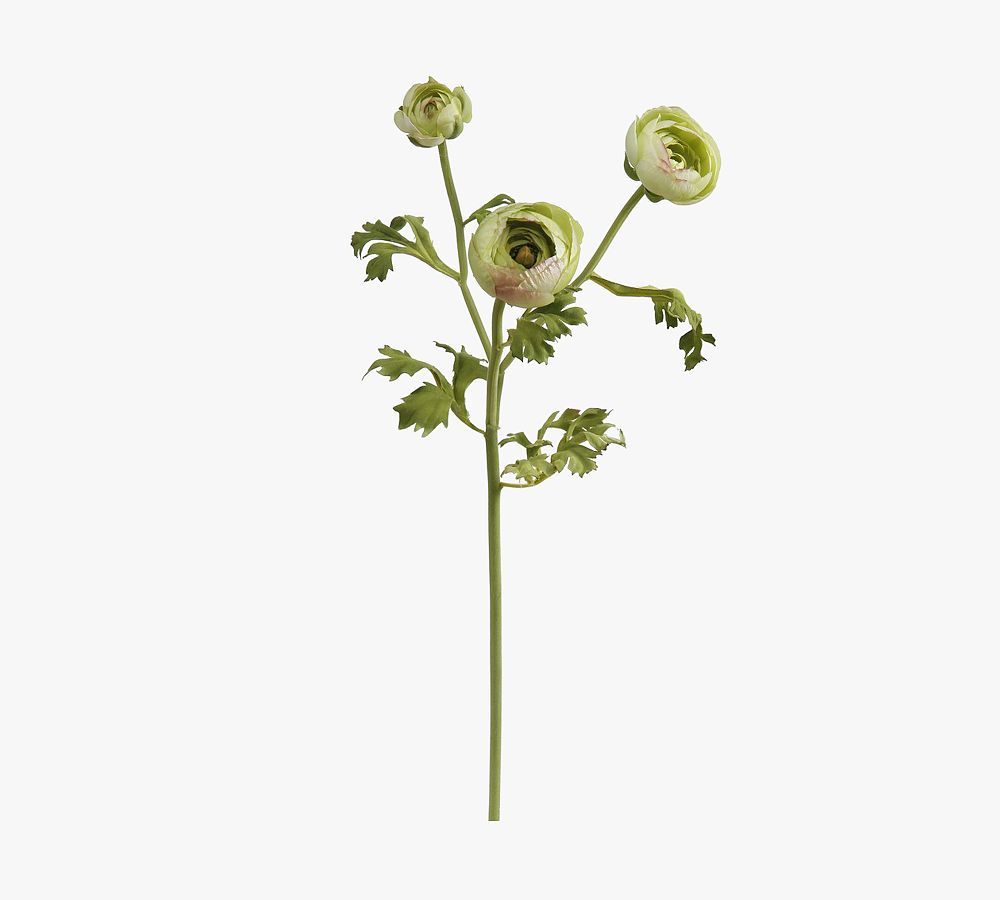 Faux Ranunculus Dozen Stems | Pottery Barn (US)