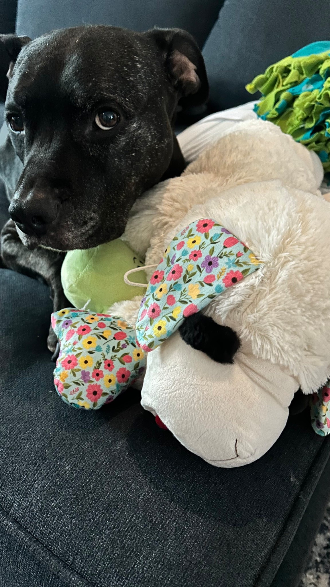 15+ inches of snow today, but Zuma’s dreaming of spring blooms, sunshine, and his garden lamby. Cozy days like this make me extra grateful for my senior boy.

#LTKmomlife #LTKdayinmylife #LTKgrwm