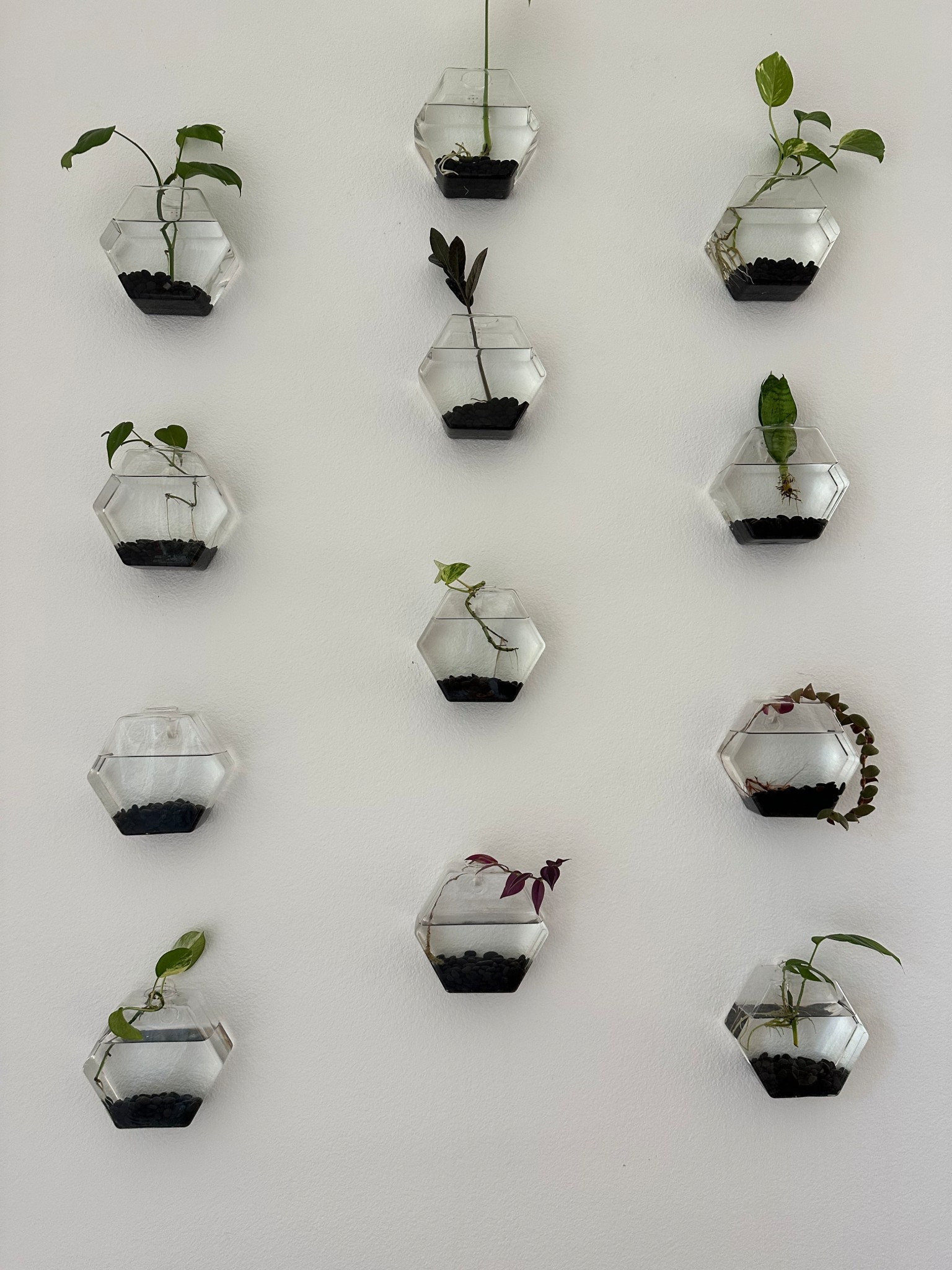 Our propagation wall details 

#LTKHome #LTKFindsUnder100 #LTKFindsUnder50