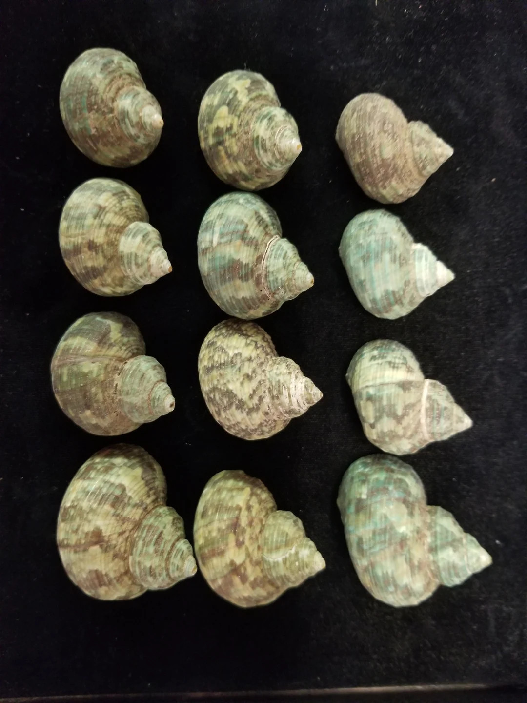 Turbos, Small Green 3/8" - 3/4" Opening Sets of 12 or 8 - Etsy | Etsy (US)