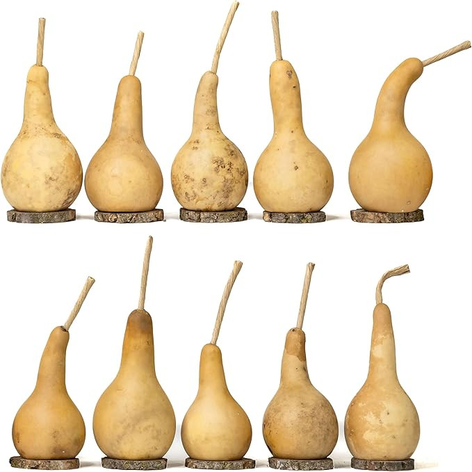 Box of 10 Dried Dipper Gourds - 2" Diameter with Wood Biscuit Bases - Ready for Crafting and Deco... | Amazon (US)