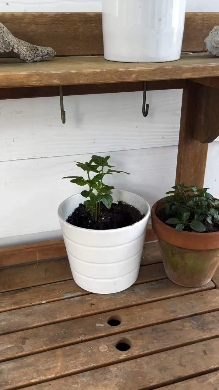 Cute little herb garden we set up. All set to use for cooking! 🪴 

#LTKVideo #LTKhome #LTKSeasonal