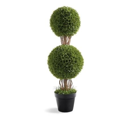 Podocarpus Double Ball Topiary | Grandin Road