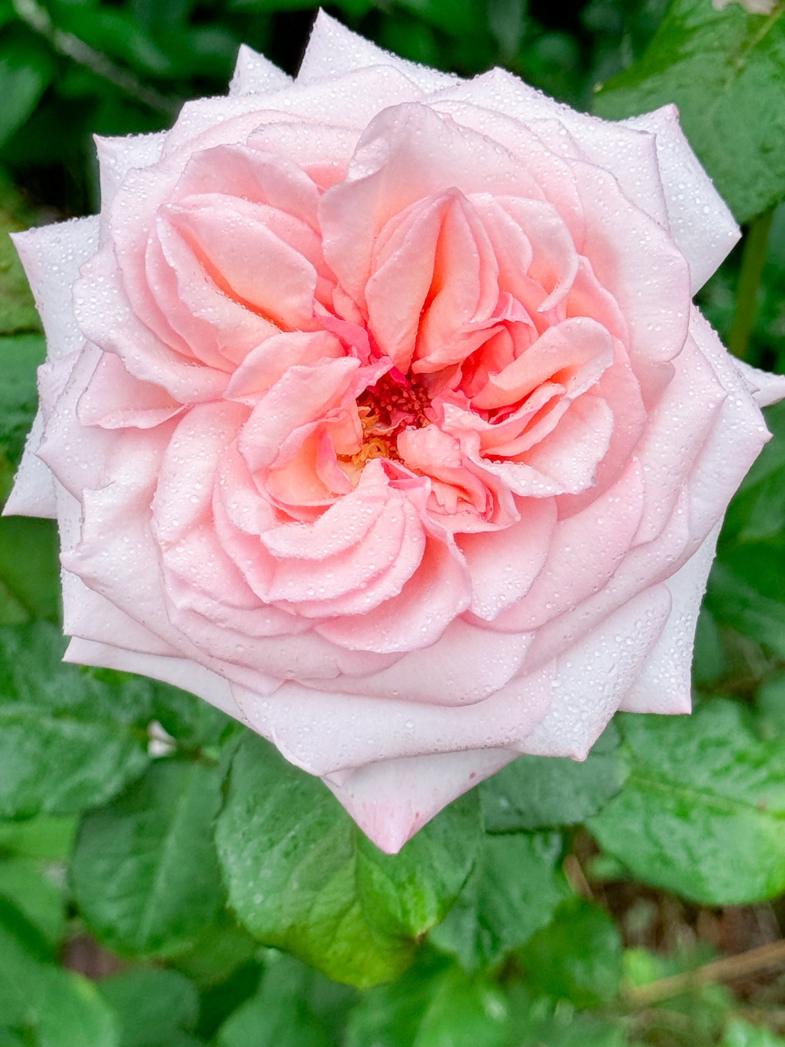 Exquisite form from Pink O’Hara

#LTKHome #LTKFindsUnder100 #LTKSeasonal