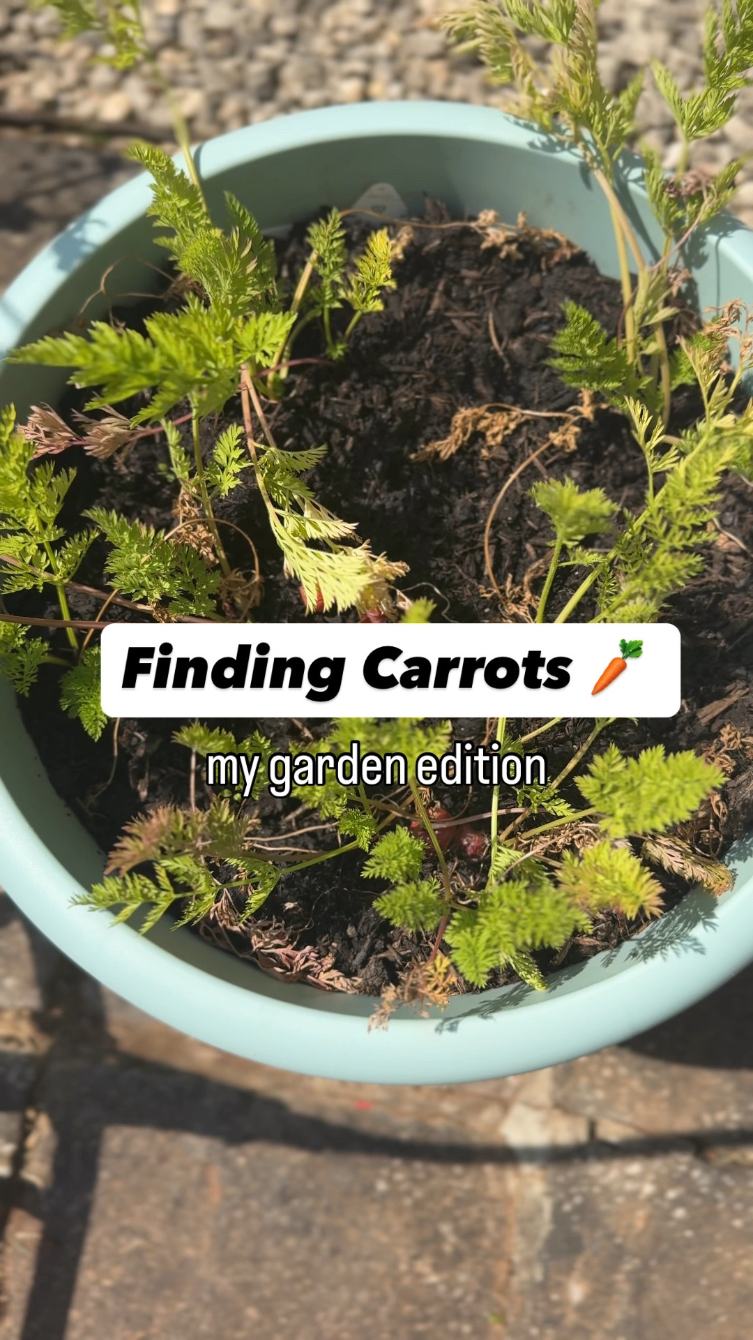 No matter the size of your yard or garden, you can grow food. Just find the right pots for that you want, and things can happen! I planted that carrots from little 🌱. Now, look at them grow! Ok, I don’t know why that look so weird, but I am just excited to see things growing in my planter pots!



#LTKSeasonal
