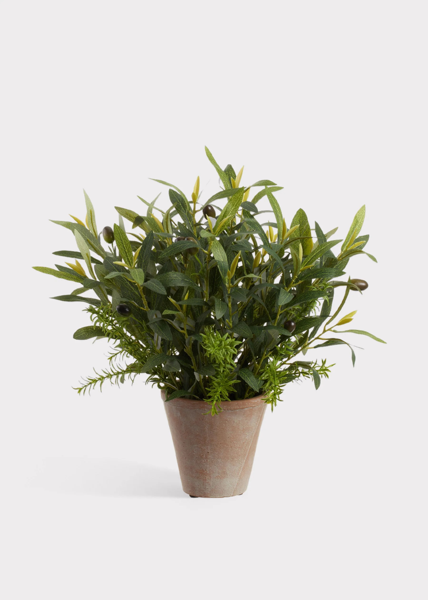 Fake Olive Leaf Plant in Pot | Artificial Potted Plants at Afloral | Afloral