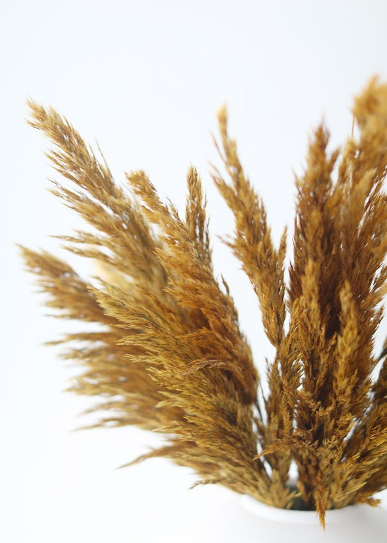 Gold Dried Plume Reed Grass - 36-40 | Afloral (US)