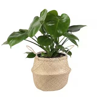 Monstera Deliciosa Swiss Cheese Indoor Plant in 9.25 in. Natural Décor Basket, Avg. Shipping Hei... | The Home Depot