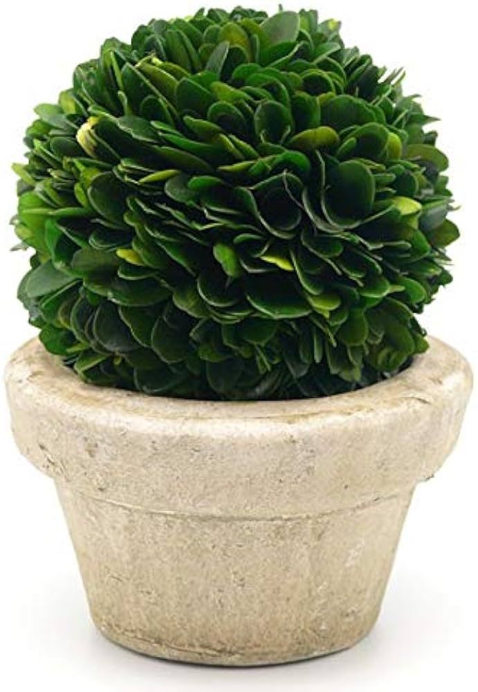 Serene Spaces Living Preserved Boxwood Ball with Small Pot – Boxwood in Planters, Preserved Pla... | Amazon (US)