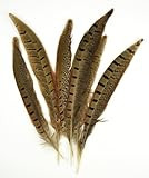Midwest Design Imports, Inc. Ringneck Pheasant Feathers 6/Pkg, Natural | Amazon (US)