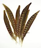 Midwest Design Imports, Inc. Ringneck Pheasant Feathers 6/Pkg, Natural | Amazon (US)