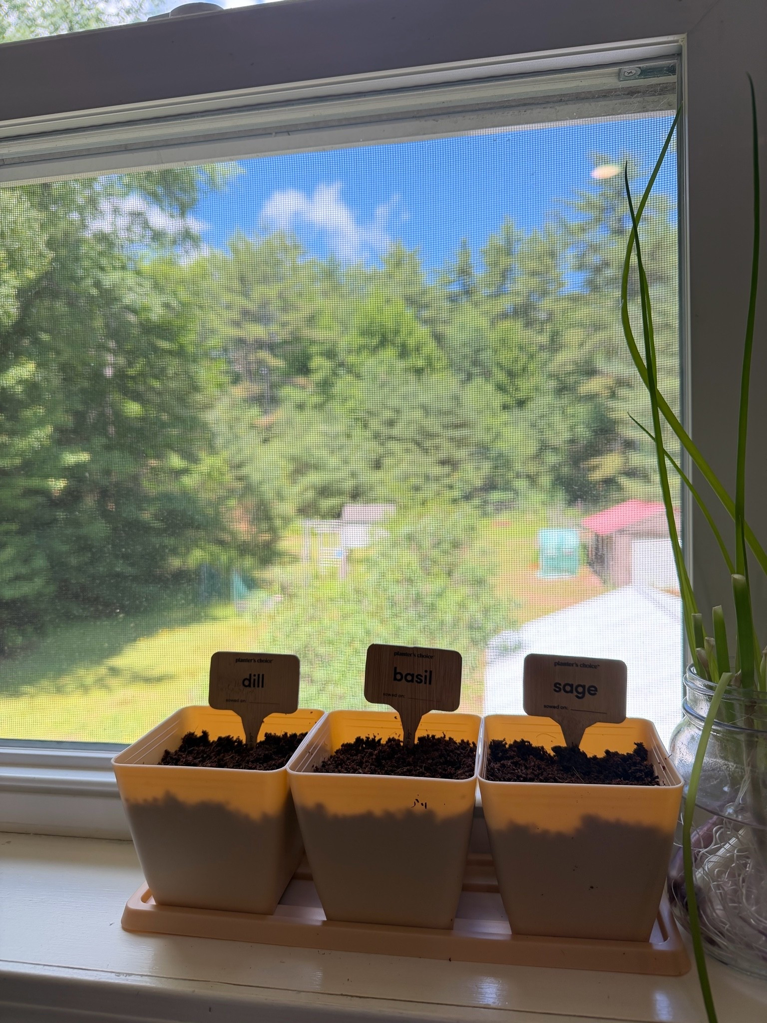 Window herb garden | perfect for toddler helpers

#LTKHome #LTKmomlife #LTKKids