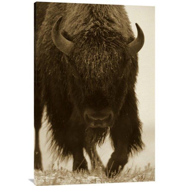 Global Gallery Tim Fitzharris 'American Bison Portrait in Snow, North America' Stretched Canvas Art | Bed Bath & Beyond