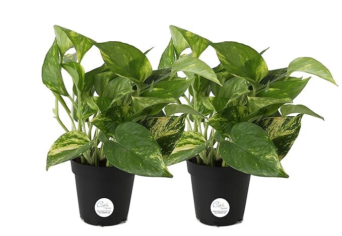 Costa Farms Devil's Ivy, Golden Pothos, Epipremnum, 4in Grow Pot, 2-Pack, Very Easy to Grow | Amazon (US)