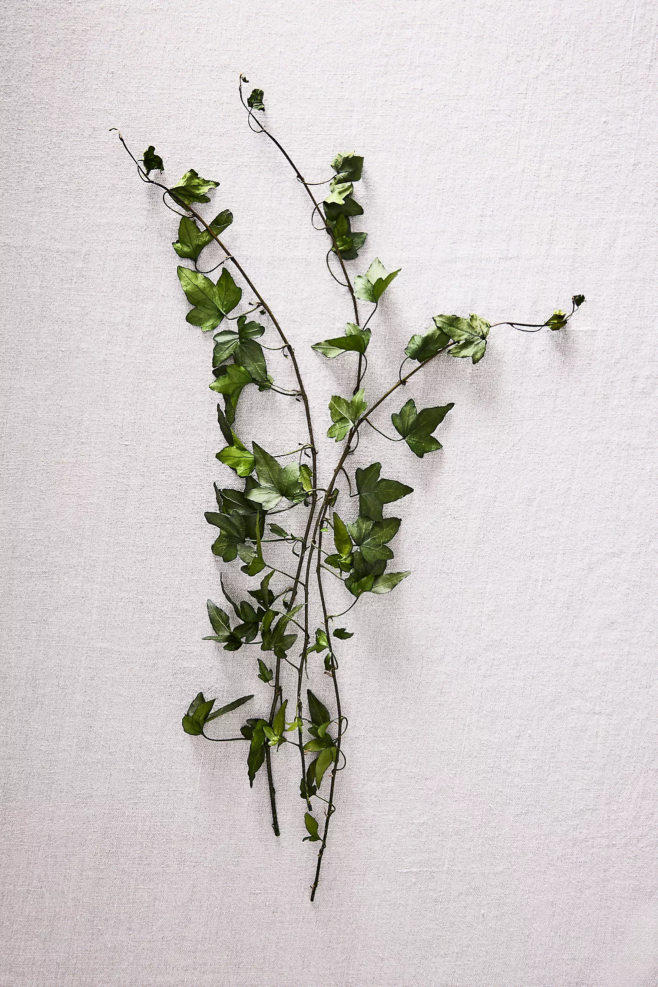 Preserved English Ivy Bunch | Terrain