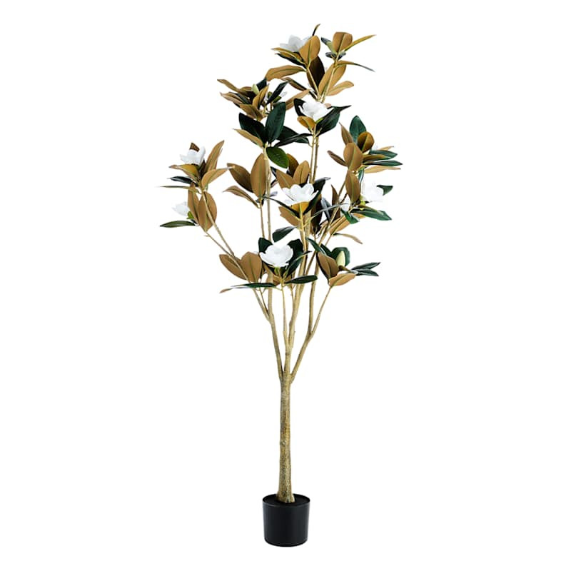 Magnolia Tree in Black Pot, 72" | At Home