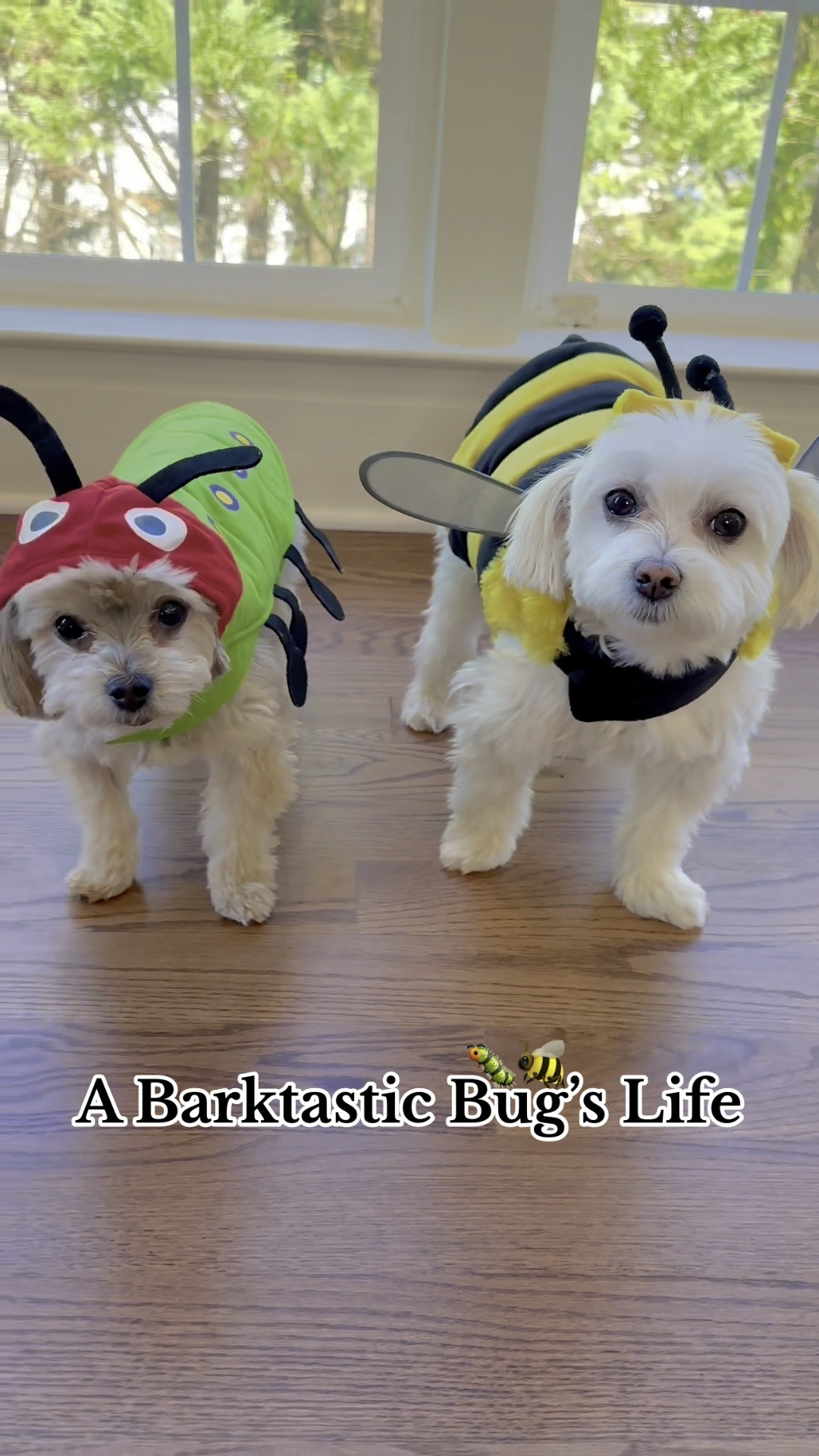 ʙᴜɢ ʙᴜᴅᴅɪᴇꜱ 🐛🐝

#LTKHoliday #LTKHalloween #LTKSeasonal