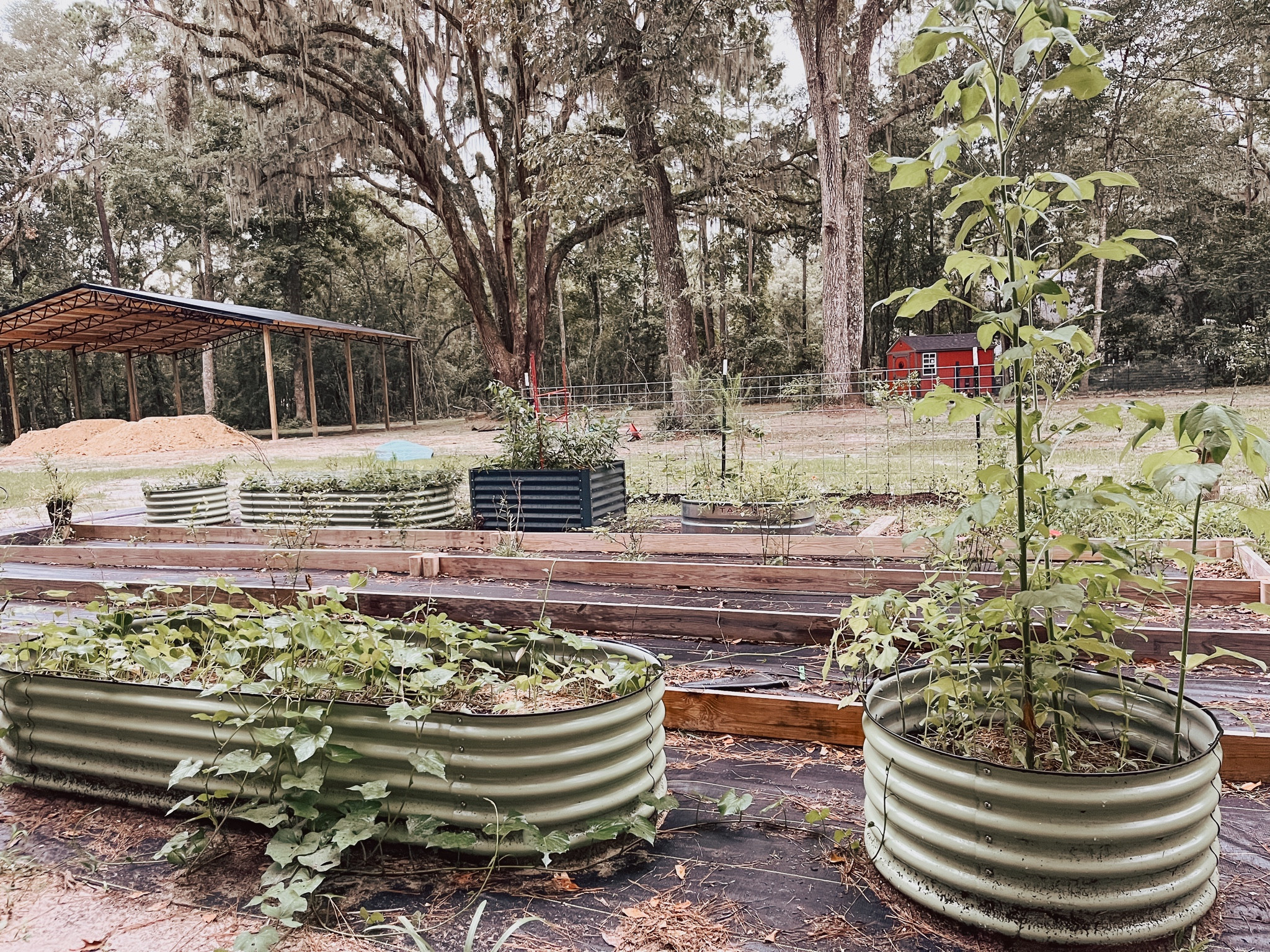 Summer garden in Georgia 👩🏻‍🌾 raised garden beds and garden tools linked! 

#LTKSeasonal #LTKHome #LTKFamily