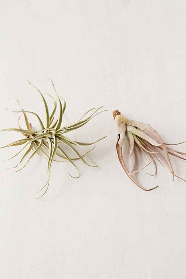 Large Live Assorted Air Plant - Set of 2 - Assorted at Urban Outfitters | Urban Outfitters (US and RoW)