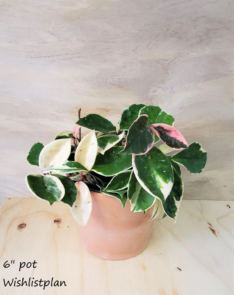 Rare Hoya Tricolor Carnosa Krimson Queen Variegated Live Plant | Etsy | Etsy (US)