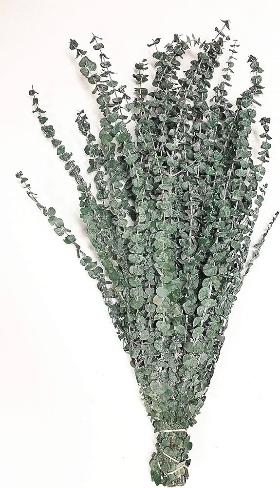 CalCastle Craft Natural Dried Preserved Eucalyptus Branches Large 30" Tall Bulk 1 LB / 8 OZ (Fros... | Amazon (US)