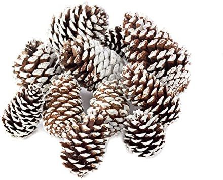 Factory Direct Craft Christmas Holiday Snow Tipped Natural Pine Cones (Half Pound Bag) | Amazon (US)
